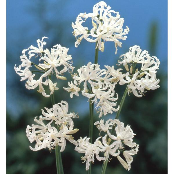 球根 ネリネ ダイヤモンドリリー サルニエンシス ホワイト1球入り 園芸ネット 通販 Yahoo ショッピング