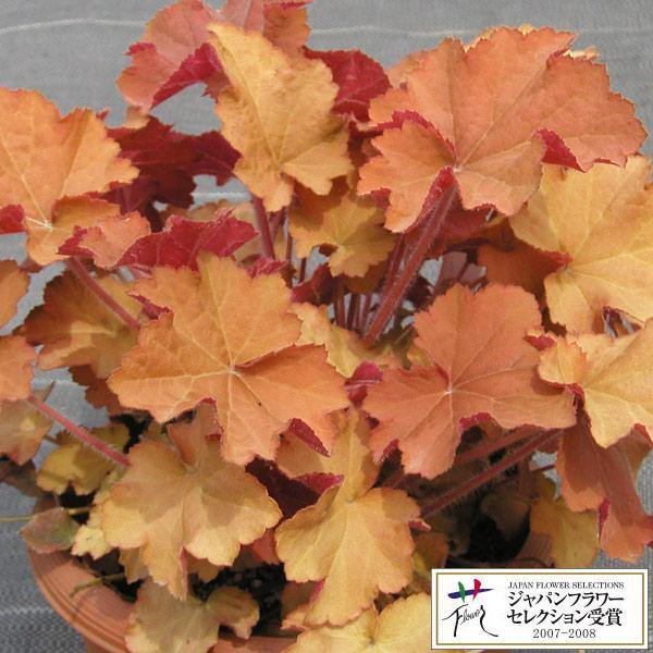 キャラメルは名前のようにキャラメル色の葉を持つ品種。季節により葉色が変化し、春はオレンジ、夏は黄色味を帯び、秋冬はやや褐色に紅葉します。花色は白〜淡いピンクとなります。葉の幅が広く、美しい葉色の見ごたえがある人気品種です。暑さ、湿度にも強く...