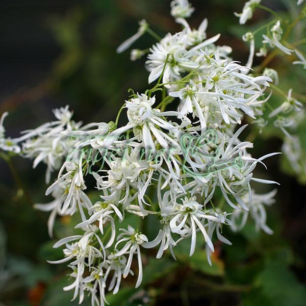 ★入荷から日数が経ったためセール価格となりました。商品の状態は画像と異なる場合があります。★大文字草は秋の山野草の代表種。花の形が『大』の字に似ている所から名が由来しています。9月〜10月頃に可憐な花を咲かせます。水切れに注意して、半日陰の...