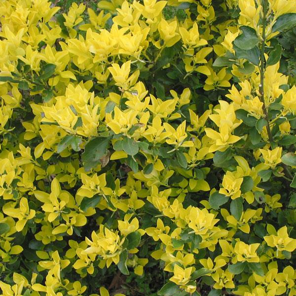 花木 庭木の苗 マサキ（柾） オウゴンマサキ（黄金マサキ）5号ポット