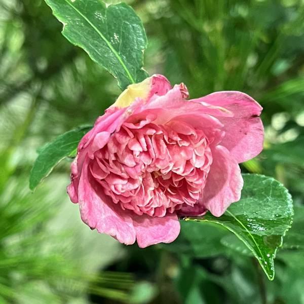 花木 庭木の苗 サザンカ（山茶花） 丁字車（チョウジグルマ）4号ポット