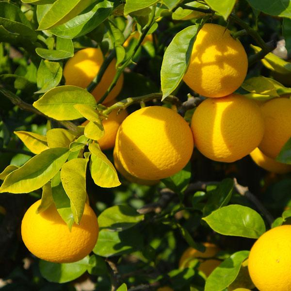 幻の柑橘、ジャバラ。ジャバラとは、和歌山県産の香酸柑橘です。この地方に江戸時代から分布していた柚子と九年母、紀州みかんなどが交雑し、寒さに強い個体が定着したものといわれています。柚子よりも果汁が豊富で、種が少なく風味に独特のものがあり、地元...