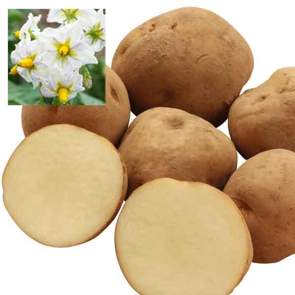 様々な料理の食材としてポピュラーなじゃがいもの種いもです。男爵（だんしゃく）はやや粉質性の品種で、ポテトサラダやコロッケなどに適しています。表面がごつごつとしていて日本で最も収穫量が多いじゃがいもです。1928年に北海道の優良品種に決定し、...