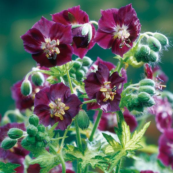 草花の苗 ゲラニウム スプリングタイム（斑入葉）3.5号ポット 4〜5月頃開花 半日陰にも向く宿根草