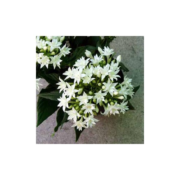 草花の苗 ペンタス（八重咲き） ライカ ホワイト3.5号ポット