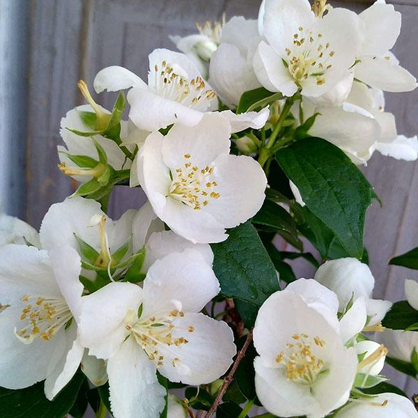 花木 庭木の苗 26年10月中下旬予約 バイカウツギ（梅花ウツギ） 白花6