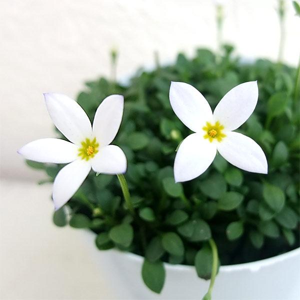 ★入荷から日数が経ったためセール価格となりました。商品の状態は画像と異なる場合があります。★ヒナソウは北アメリカ原産の耐寒性多年草で、国内に20年ほど前に渡来しました。トキワナズナとも呼ばれています。草丈5〜10cmで細かい葉を密生させ、マ...