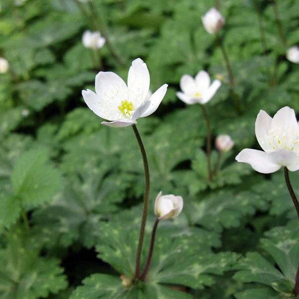 中部地方以北の山野の明るい林床ややや日陰となる場所に自生する多年草です。早春の雪解け時にカタクリとともに開花する代表的な山野草です。直径2cmほどの可憐な花を1茎に2個ほど咲かせます。肥料を施すと花つきがよくなります。茎葉は山菜のフクベラと...