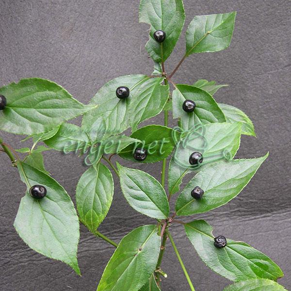 全国の山地に自生する落葉性の低木で、ママッコ、ヨメノナミダとも呼ばれます。葉の中心に咲く花と黒い実が珍しい品種。昔から茶花として人気が高いものです。栽培しやすい品種です。庭木や切花として好まれます。また若葉は山菜としても利用され、軽く茹でて...