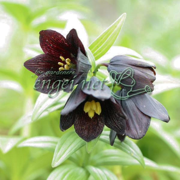 山野草の苗 クロユリ 黒百合 大球1球植え3号ポット 331 園芸ネット 通販 Yahoo ショッピング