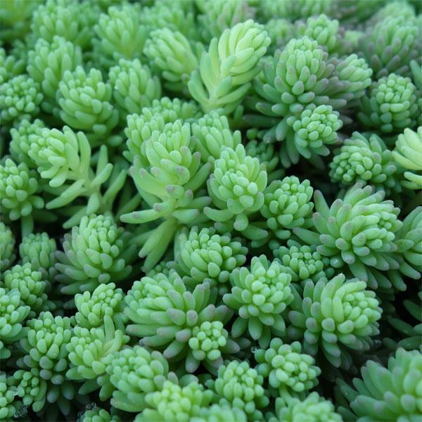 観葉植物 セダム パリダム3号ポット2株セット : 園芸ネット - 通販