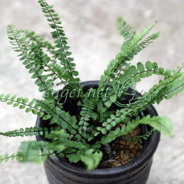 山地の岩場などに自生する小型の常緑シダで、春の芽出しの姿が茶筅（ちゃせん）のように見えるのでこの名が付いたといわれています。和風庭園の下草や石組みの間に植えつけてください。石付けなどにして作りこむのも風情があります。※詳しい商品説明は下のほ...