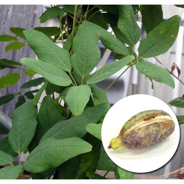 長尺つるもの アケビ五葉 5号ポット長さ1.3〜1.5m : 園芸ネット - 通販