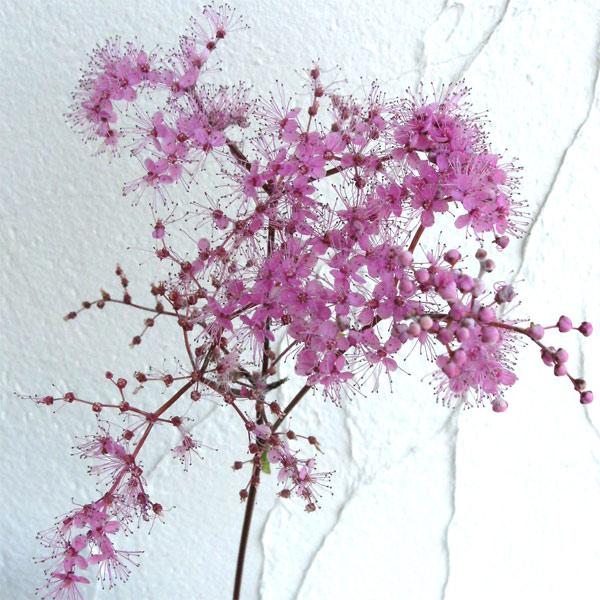 キョウガノコはシモツケソウの近種で、小さな花が集まって夏に咲き、清楚で涼しげな印象。耐寒性が強く、和風庭園の定番の宿根草です。半日陰を好むので、大きな木の根締めに。高性で横に大きく広がり、洋風花壇の後方にも似合います。夏の切花にも重宝します...