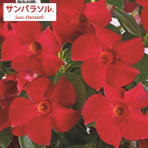 草花の苗 マンデビラ サンパラソル クリムゾン3号ポット*(R)