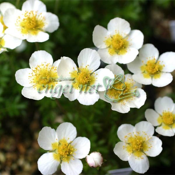 夏の登山でお花畑といえば、チングルマ。珍車、稚児車とも記載されます。群生して白花を咲かせる高山植物の代表です。ダイコンソウ（ゲウム）などと同じ仲間でかわいらしい白い花を咲かせます。※詳しい商品説明は下のほうに記載があります