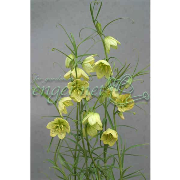 日本に自生している清楚な球根植物です。黄色の花をうつむき加減に咲かせ、エキゾチックな雰囲気です。球根で植えつけますが、宿根草として数年は植え放しで大丈夫です。※詳しい商品説明は下のほうに記載があります