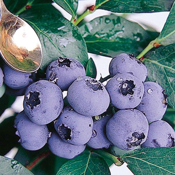 ブルーベリー苗　レガシー20、コロンブス22 ブルーベリー苗 レガシー20、コロンブス22 果樹の苗/ブルーベリー