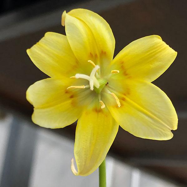 ★入荷から日数が経ったためセール価格となりました。商品の状態は画像と異なる場合があります。★すずらんのような葉に、黄色の直径4〜5cmの花を下向きに咲かせます。清楚な花姿は洋風・和風どちらの庭にもあい、また寄せ植えの素材としてもすてきです。...