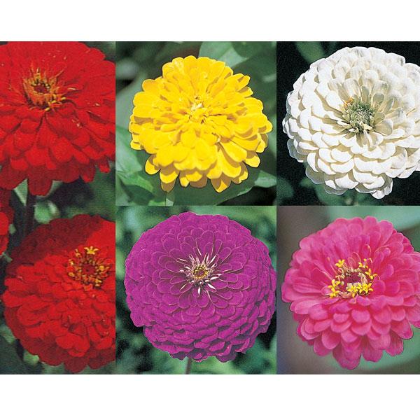 草花の苗 ジニア（百日草）高性大輪花色おまかせミックス3号ポット28株セット 送料無料