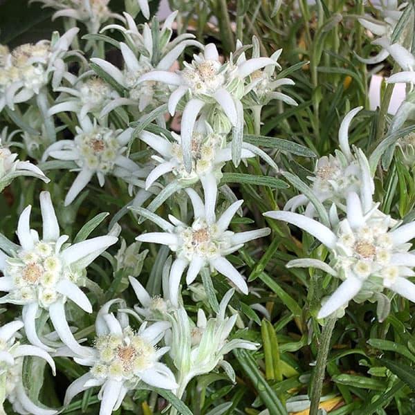 エーデルワイスはアルプスの高山に自生する植物。映画「サウンド・オブ・ミュージック」の歌でも有名です。美しい銀葉や、毛に覆われた10cmくらいの花に独特の風情があります。山野草として流通しているこの苗は、一般地でも育てやすい品種です。鉢植えや...