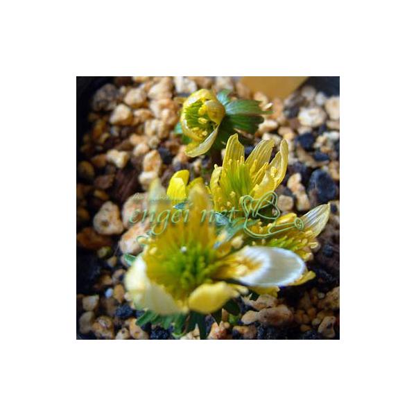 本州の関東以西の落葉樹林の林床などに自生する草丈10cmほどの多年草です。節分から3月上旬頃に可憐な花を咲かせます。花径2cmほどの白花をつけますが、花弁に見えるのは萼片です。※詳しい商品説明は下のほうに記載があります