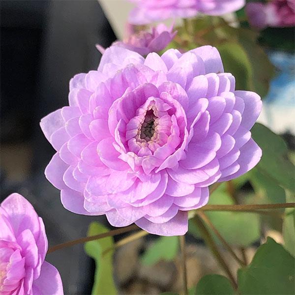 梅花カラマツの名の通り、花が梅の花に、葉がカラマツソウに似ています。春咲山野草の中でもひときわ人気の高い種です。北アメリカ生まれとは思えないほどの、和風情緒あふれる草姿からわれわれ日本人の心をしっかりととらえてはなしません。丈夫でたいへん育...