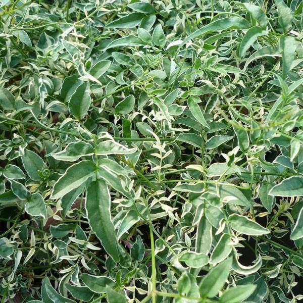 草花の苗 ハゴロモジャスミン 羽衣ジャスミン 斑入り2 5号ロングポット 園芸ネット 通販 Yahoo ショッピング