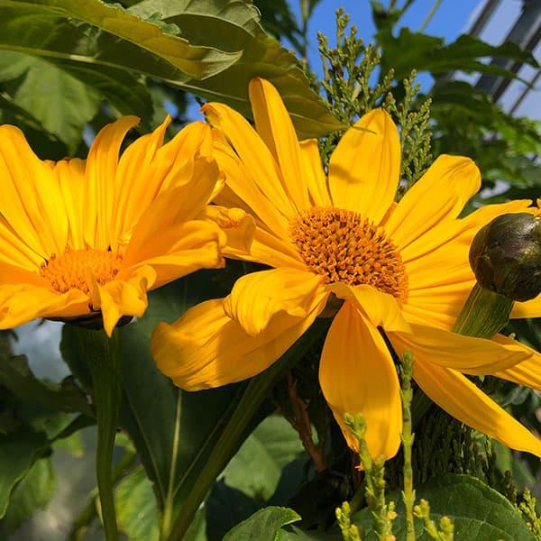 草花の苗 皇帝ひまわり3.5号ポット
