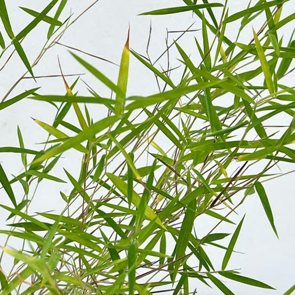 ★入荷から日数が経ったためセール価格となりました。商品の状態は画像と異なる場合があります。★茎の部分が黒紫色になる渋いカリヤスの仲間。昔から山草愛好家に人気が高く、寄せ植えや草物盆栽、草玉の素材に好適です。暑さ寒さ共に強い植物です。※詳しい...