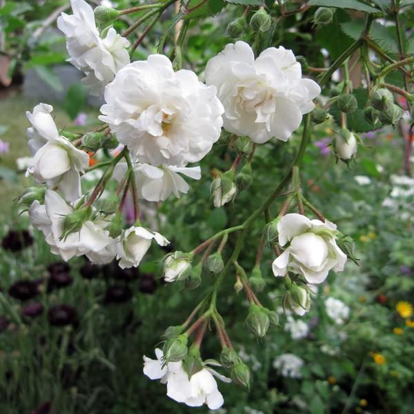 バラの苗 シュラブローズ アルバ メイディランド大苗 園芸ネット 通販 Yahoo ショッピング