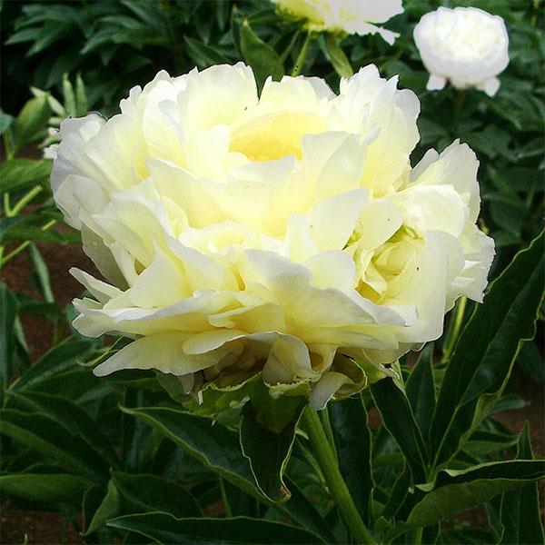 草花の苗 シャクヤク（芍薬） 楊貴妃（ようきひ）1芽4-5号ポット