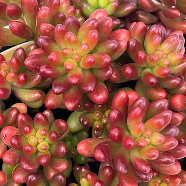 観葉植物 セダム 虹の玉3号ポット : 園芸ネット - 通販 - Yahoo