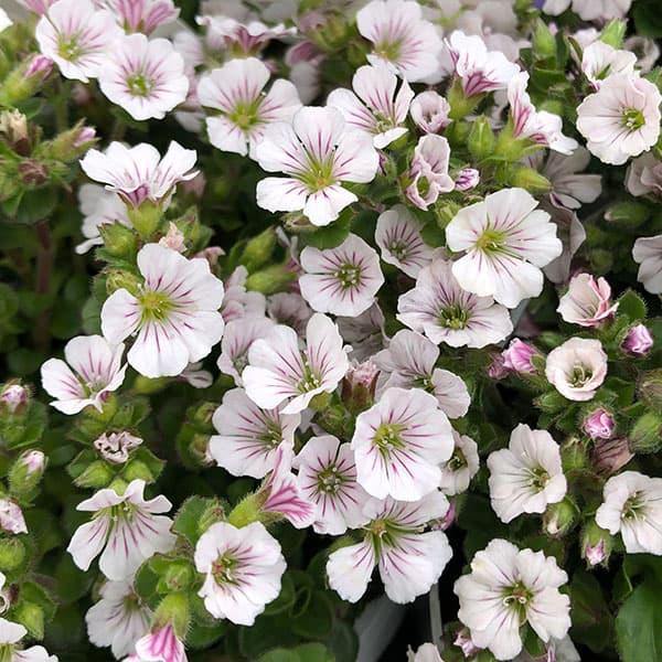 草花の苗 ジプソフィラ セラスチオイデス3号ポット