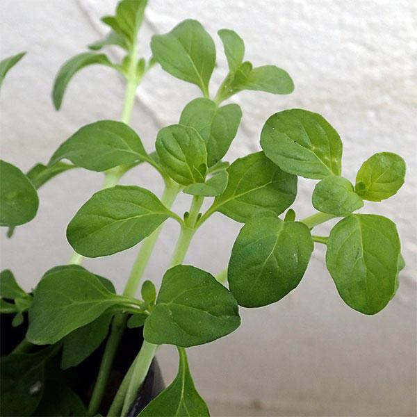 植物の苗 コンパニオンプランツ ペニーロイヤルミント3号ポット4株セット 園芸ネット 通販 Yahoo ショッピング