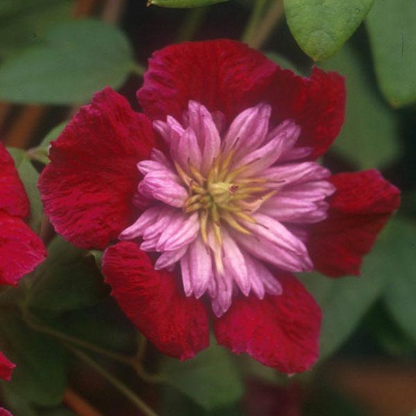 クレマチスの苗 クレマチス アバンギャルド4 5号ポット ビチセラ系 園芸ネット 通販 Yahoo ショッピング