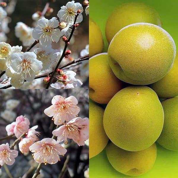 花も実も楽しめ、古くから親しまれてきたホームフルーツの梅。梅は相性のよい品種を組み合わせて互いに受粉させるとよく実が付きます。おすすめの品種をセットにしました。※詳しい商品説明は下のほうに記載があります