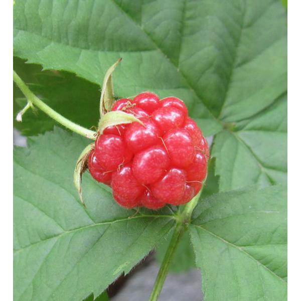 果樹の苗 木いちご キイチゴ ラズベリー サンタナ4号ポット Buyee Buyee Japanese Proxy Service Buy From Japan Bot Online