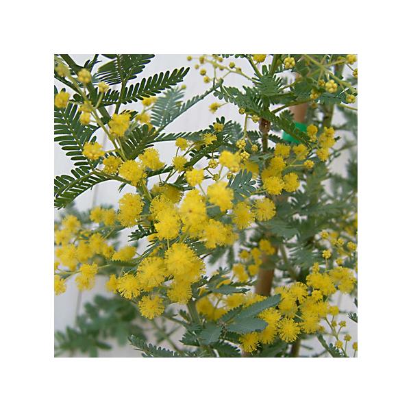 花木 庭木の苗/アカシア：ギンヨウアカシア3-3.5号ポット
