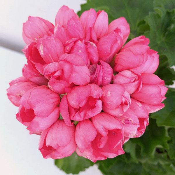 優し気なピンクの花色で、チューリップのような花の形が愛らしいゼラニウムです。愛知県の木村園芸さんのオリジナル品種です。★栄養繁殖している品種のため、まれに写真と異なる花形・花色の花が咲く場合があります。100％固定することができない品種のた...