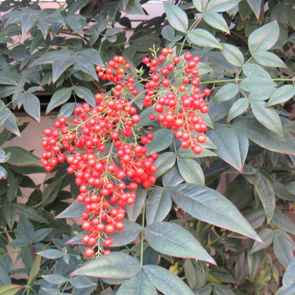 花木 庭木の苗 ナンテン(南天） 赤実 5号ポット : 園芸ネット - 通販