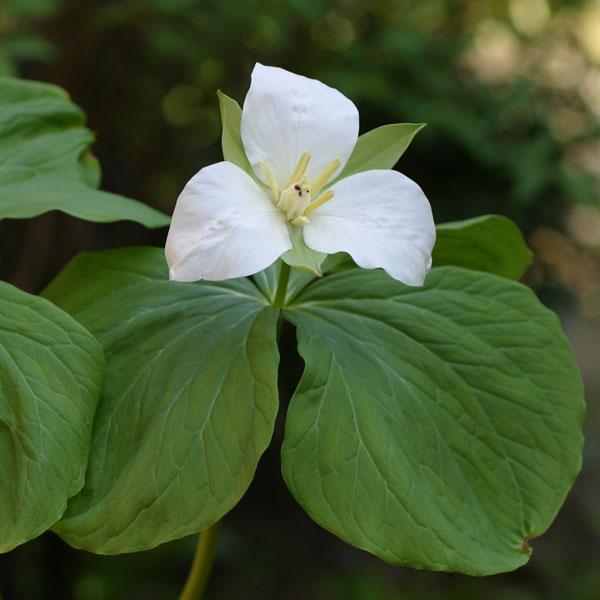 ★入荷から日数が経ったためセール価格となりました。商品の状態は画像と異なる場合があります。★本州北部や北海道の山林に生える多年草で、全体はシロバナエンレイソウに似ていますが、それよりも大型です。直立した茎の上部に3枚の葉が輪生し、その中央に...