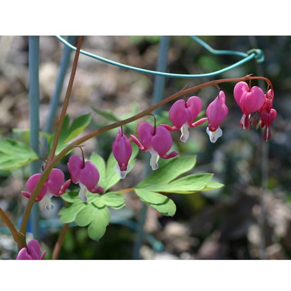 古くから日本でも山野草愛好家に栽培されていた花ですが、最近は寄せ植えやハンギングバスケットの素材として人気です。ハート型の花をもつのでバレンタインデーにも使われますが、本来の花期は4〜6月です。柔らかな羽状に裂けた葉、長い花茎に少し垂れるよ...