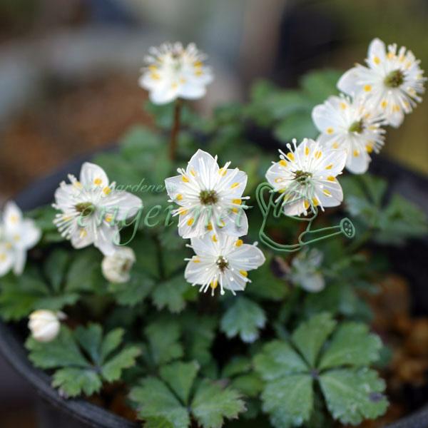 林床や日陰の河原に見られる多年生常緑草本。可憐な梅弁の白花を早春に咲かせます。春は午前中の日にあて、その後は風通しのよい半日陰で管理してください。※詳しい商品説明は下のほうに記載があります