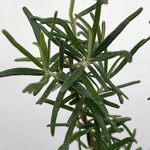 ★入荷から日数が経ったためセール価格となりました。商品の状態は画像と異なる場合があります。★ポルトグースピンクは、立性タイプのピンクの花を咲かせる品種です。やや細めの葉でやさしいピンク色の花を咲かせます。※詳しい商品説明は下のほうに記載があります