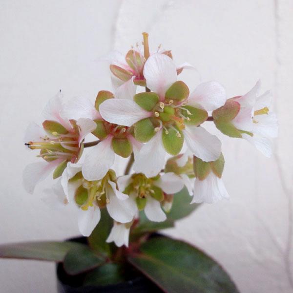 ★入荷から日数が経ったためセール価格となりました。商品の状態は画像と異なる場合があります。★日陰の庭に適した植物です。常緑の大きな葉と太い茎を持ち、春に白い小花を房状に咲かせます。寒さにたいへん強く、ロックガーデンや石組みの間の植え込みに似...