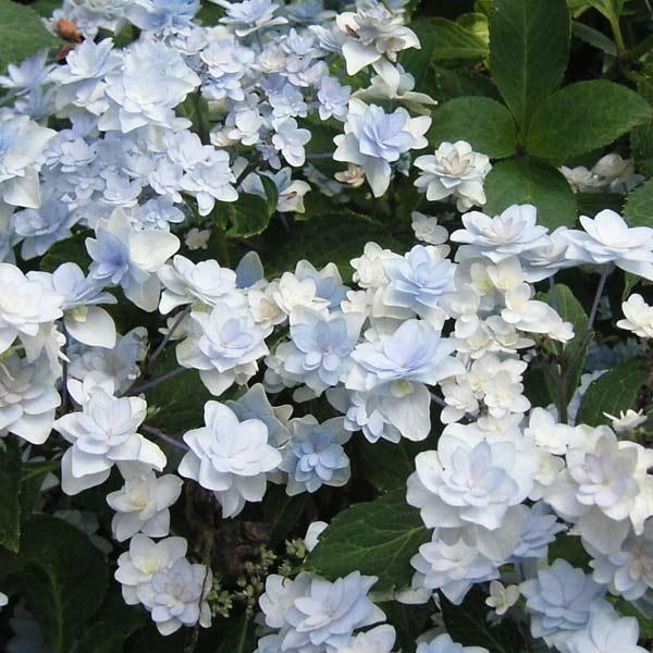 花木 庭木の苗 アジサイ 星花火（ほしはなび）3.5号ポット