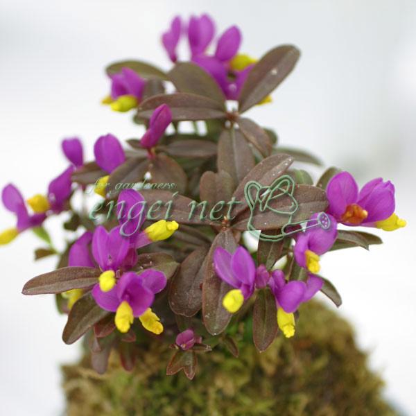 ヨーロッパ原産の常緑低木、ポリガラの仲間です。ピンクの花弁で先端に黄色が入るカラフルな色の小花を咲かせます。鉢植えにおすすめです。※詳しい商品説明は下のほうに記載があります