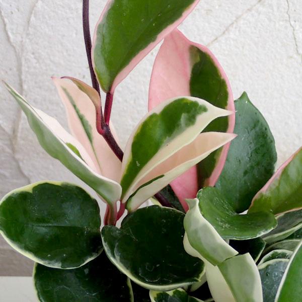 観葉植物 ホヤ カルノーサ リップカラー3号ポット苗 園芸ネット 通販 Yahoo ショッピング