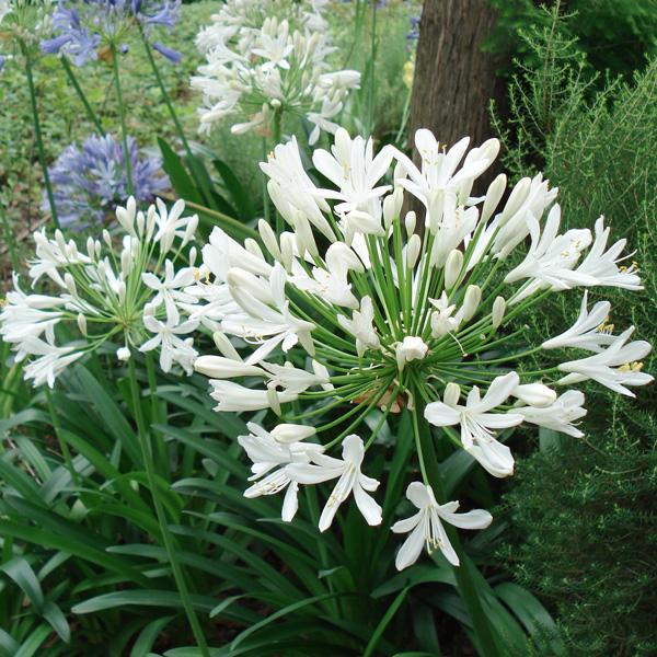 アガパンサス アフリカヌス 白 アルバ 3 5号ポット12株セット 園芸ネット 通販 Yahoo ショッピング